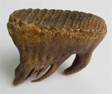 Fossil mammoth molar - Mammuthus Primigenius - 115 mm - Catawiki