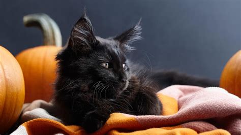 Gatos negros como símbolo de Halloween