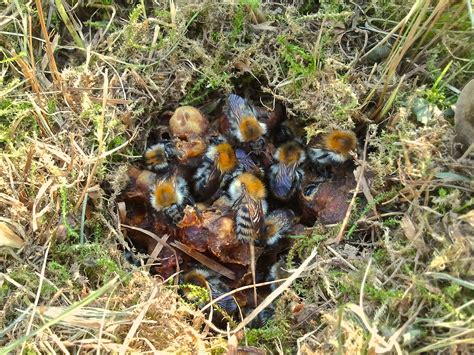 How to Identify and Control Ground Bees