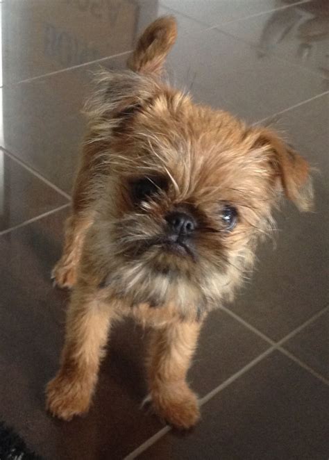 91 best brussels griffon, dogs, etc! images on Pinterest | Doggies ...