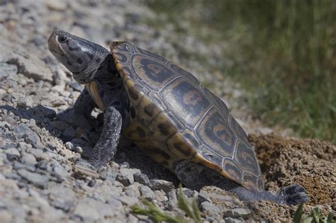 Diamondback Terrapin laying eggs 7314s