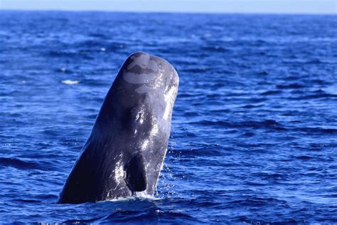 Sperm whales use distinct vocalizations to identify different whale clans, new research finds ...