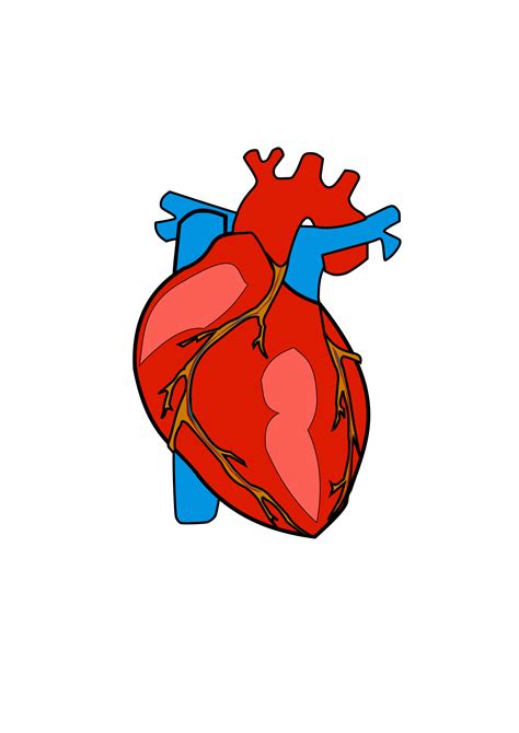 Heart Anatomy Clip art - Heart Body Cliparts png download - 1697*2400 - Free Transparent png ...