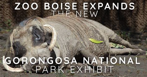 Zoo Boise: The New Gorongosa National Park Exhibit | Totally Boise