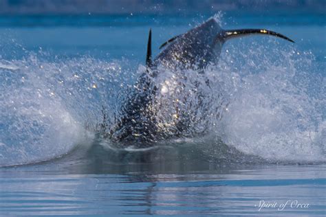 Three Pods of Orca - & Two Humpback Whales - Spirit of Orca