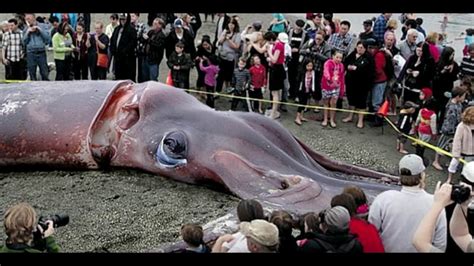 Interesting Facts about Giant squid - YouTube