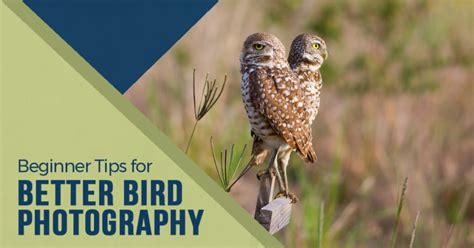 8 Beginner Tips for Better Bird Photography - Digital Photo Mentor