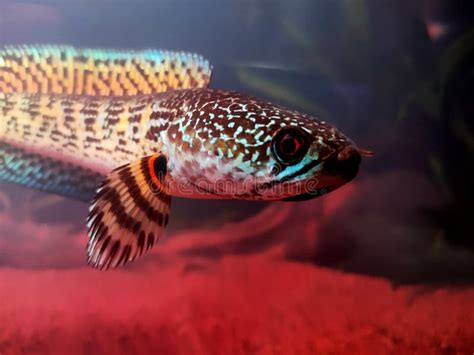 Close Up and Selective Focus of Channa Bleheri Fish or Rainbow Snakehead in Aquarium Stock Photo ...