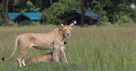 Governors Camp - Classic tented safari camp in Masai Mara National Reserve