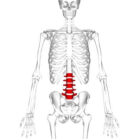 The Lumbar Spine - Joints - Ligaments - TeachMeAnatomy