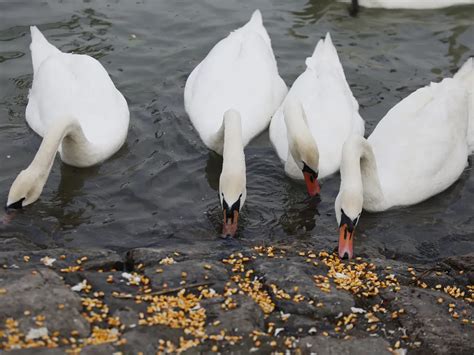 What Do Swans Eat? (And What Not to Feed Them?) | Bird Fact