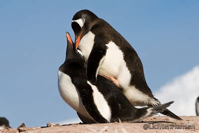 Penguin Love - Penguins Mating Photo (25840012) - Fanpop