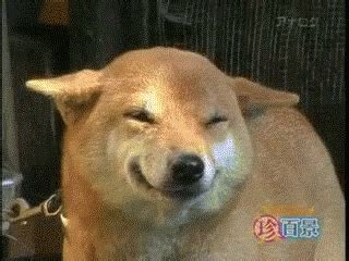 Dog Squinting GIF - Dogs - Discover & Share GIFs