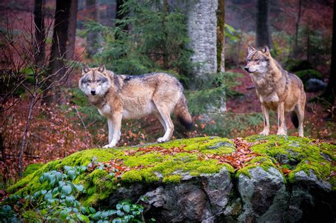 Green Radio | 15 Jahre Rückkehr der Wölfe nach Deutschland – Getrübte Feierlaune im Wald ...