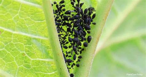 Black Bugs on Plants: The Most Important Black Bugs - Complete Gardering