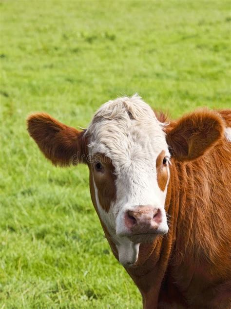 Brown And White Cow Stock Images - Image: 10630204