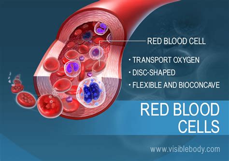 Functions of the Blood | Circulatory Anatomy