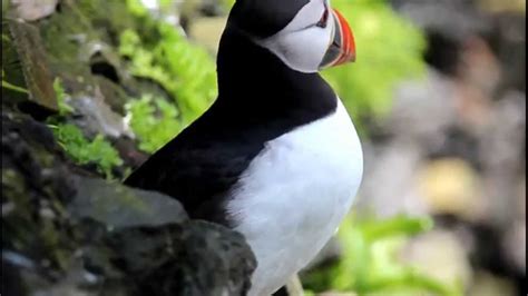 Puffins in Skellig Michael Island - YouTube