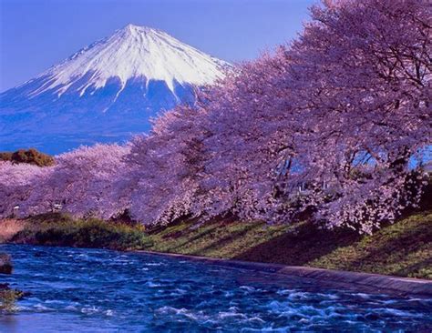 lifeisverybeautiful: “Mt.Fuji, Cherry Blossom, Japan ” | Japanese nature, Mount fuji japan ...