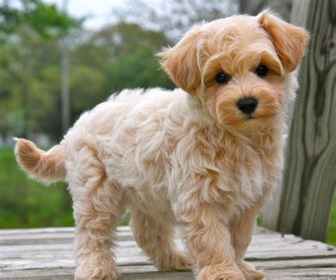 Maltipoo | Maltipoo puppy, Maltipoo puppies for sale, Cute dogs