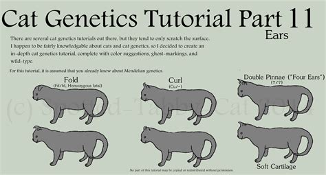 Cat Genetics Tutorial Part 11 (Ears) by Spotted-Tabby-Cat on DeviantArt