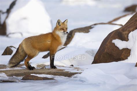 Red fox standing along the shores — One Animal, large animal - Stock Photo | #165610690