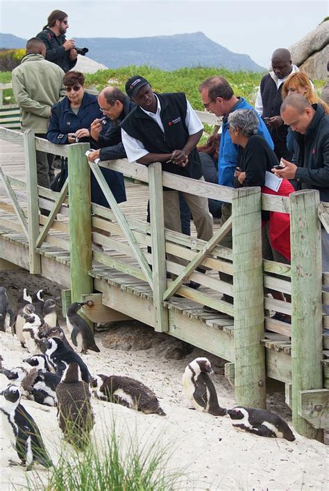 African Penguin Colony Photograph by Mark Williamson