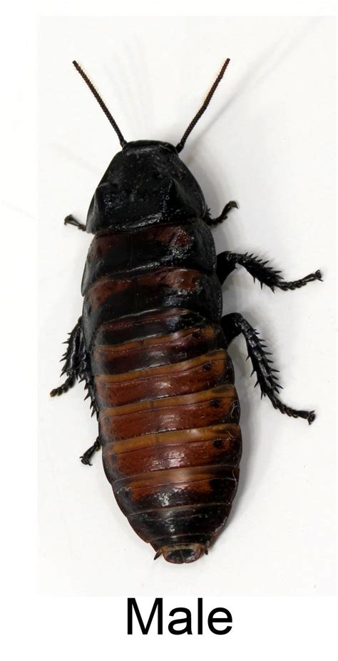 Madagascar Hissing Cockroach Adult Male and Female Breeding Pair – ROACHESANDISOPODS.COM