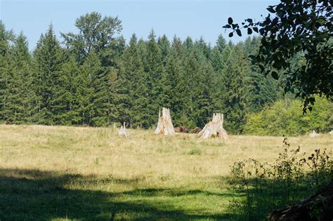 Visiting Northwest Trek Wildlife Park — Pacific North Wanderers