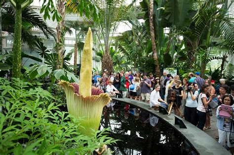 This Rare Corpse Flower Has Taken More Than 10 Years to Bloom | Architectural Digest