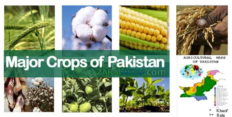 major-crops-of-pakistan – shkazmipk