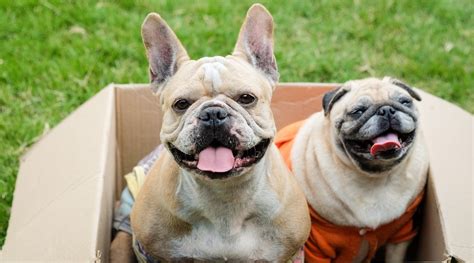 Pug vs. French Bulldog: Breed Differences & Similarities