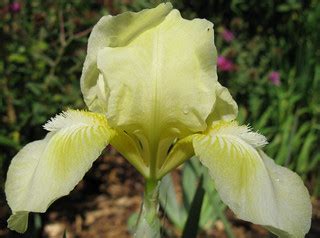 Iris 'Baby Blessed', Sept 28th | Iris 'Baby Blessed', Sept. … | Flickr