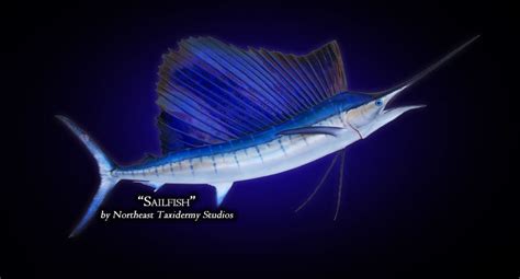 Sailfish Mounts (Fish Mounts) by Northeast Taxidermy