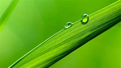 Green, macro photography, drops, droplet, dew, dew drops, waterdrop ...