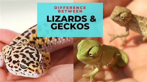 What Is the Difference Between Lizards & Geckos? Similarities and ...