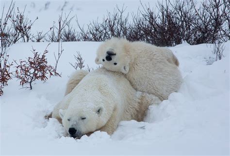 Jeremy Bears: The uncertain future for Hudson Bay polar bears, 18th ...