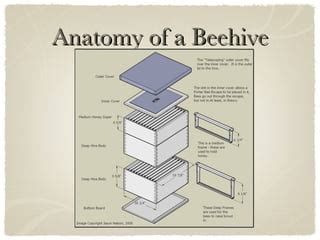 Typical Bee Hive Configuration