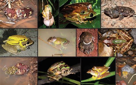 How Does a Frog Reproduce? - AMPHIPEDIA