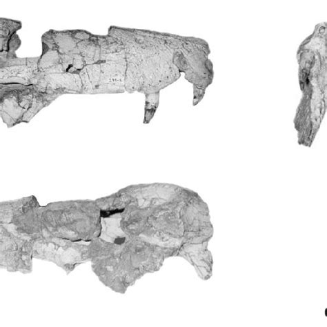 Skull morphology of baurusuchids. (A) Baurusuchus salgadoensis; (B)... | Download Scientific Diagram