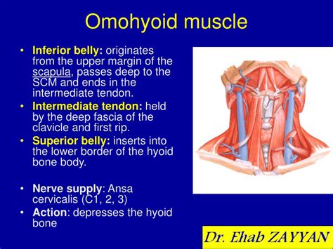 Omohyoid Muscle Function Origin Innervation Studycom