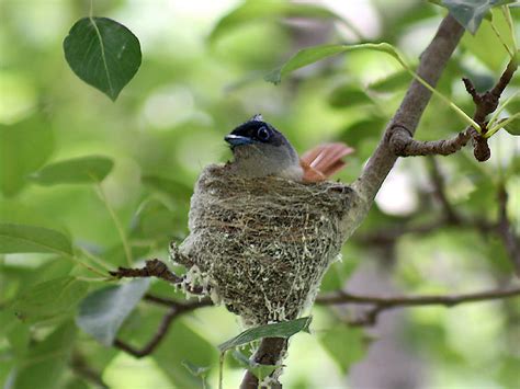 File:Asian Paradise Flycatcher- Female at nest in Himachal I IMG 3022.jpg - Wikipedia, the free ...