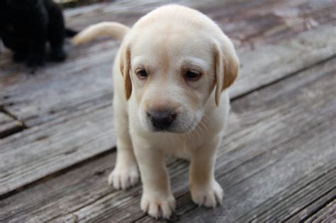 photos of yellow lab puppies +14 yellow lab breeders illinois ideas ...