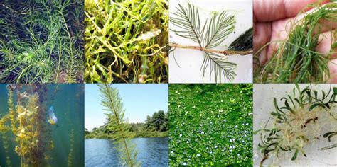 Aquatic Weed Control And Invasive Species Management