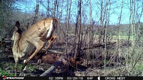 Crow's Nest Wildlife Camera: The Usual Welcome Suspects - Natural Lands