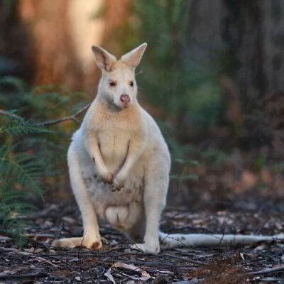 Bruny Island Tasmania - Photo Gallery