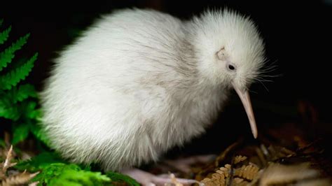 Kiwi meat: What it tastes like | Newshub