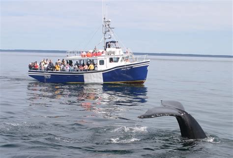 Whale watching off of Brier Island, Nova Scotia | Whale watching tours, Whale watching, East ...