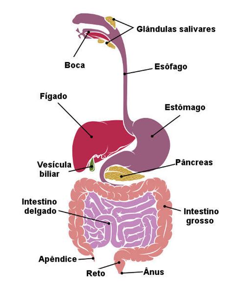 sistema digestório | Mind Map