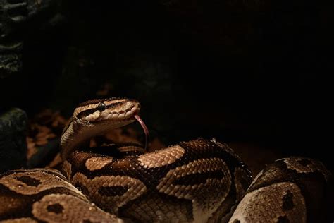 HD wallpaper: ball python, snakehead, yellow, snake tongue, constrictor, python regius ...